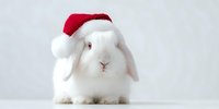 White bunny rabbit wearing red Santa hat on light background, festive holiday pet portrait for Christmas season greeting cards and winter celebrations.