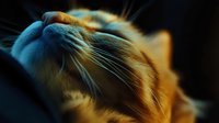Sleeping cat in dramatic lighting with golden and blue tones, close-up view of feline whiskers and fur creating atmospheric mood for pet photography.