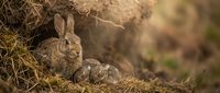 Wild rabbit family with mother and baby bunnies nestled in natural woodland habitat during golden hour lighting for wildlife photography projects.