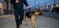 Police officer with German Shepherd K9 dog patrolling urban street at dusk. Law enforcement canine unit walking on sidewalk during evening patrol shift.