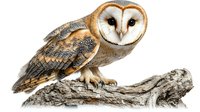 Barn owl perched on weathered driftwood branch against white background, isolated wildlife portrait showing detailed feathers and distinctive heart-shaped face.