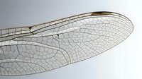 Delicate dragonfly wing with intricate vein patterns and transparent membrane structure against soft gradient background for nature and biology concepts.