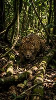Powerful jaguar prowling through dense rainforest undergrowth with dappled sunlight filtering through canopy for wildlife and nature conservation campaigns.