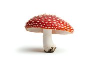 Red and white spotted mushroom amanita muscaria isolated on white background, detailed macro photography showing texture and natural patterns of wild fungus.