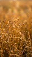 Golden autumn grass field with dried seed heads and warm sunlight creating natural bokeh background for seasonal design projects.