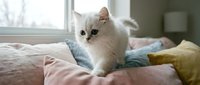Fluffy white and gray kitten sitting on colorful pillows near a window, looking curious and playful indoors.