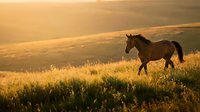 Wild horse running through golden meadow at sunset with warm light illuminating grassland landscape for nature and wildlife photography projects.