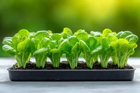 Fresh lettuce seedlings growing in starter tray with rich soil, showing vibrant green leaves and healthy growth pattern. Suitable for gardening and agriculture concepts.