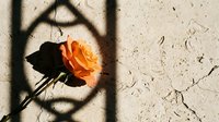 Orange rose with dramatic shadow on cracked concrete surface creating artistic contrast between delicate flower and harsh urban texture for romantic design.