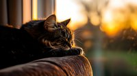 Sleepy cat resting on couch backrest during golden sunset hour, side profile of feline with warm sunlight creating atmospheric glow and bokeh background.