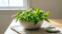 Potted green plant in ceramic bowl on wooden table near window with natural sunlight, suitable for home decor and interior design projects.