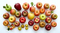 Fresh assorted apples and small green grapes arranged on white background, showcasing variety of red, golden and green cultivars for food, nutrition and healthy eating concepts.