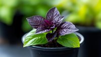Fresh purple and green basil leaves in small growing pot against blurred natural background, macro shot with selective focus on aromatic herb plant.