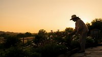 Mature male farmer in work clothes and cap tending to vegetable garden at golden hour sunset, overlooking rural landscape with water and trees in background.