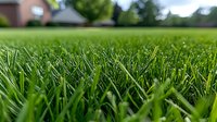 Fresh green grass lawn close-up with soft bokeh background showing individual blades in sharp detail, perfect for landscaping and gardening concepts.