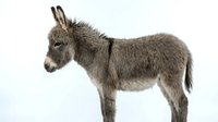 Gray donkey foal standing in profile on white background, young farm animal isolated for design and educational materials.