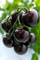 Fresh dark purple cherry tomatoes growing on vine with green stems against blurred natural background, macro photography showing rich color and texture.