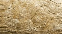 Closeup of natural wood grain texture with swirling patterns and warm tan tones, suitable for backgrounds and design projects.