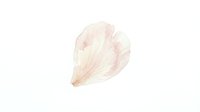 Delicate pink flower petal with soft watercolor texture isolated on white background for romantic design projects and botanical artwork.