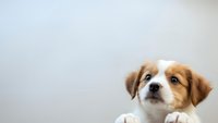Adorable brown and white puppy with expressive eyes looking up against neutral background, perfect for pet care marketing and animal lover content.