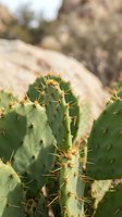 Prickly pear cactus with sharp spines growing in arid desert landscape, suitable for nature, botanical, and environmental design projects.