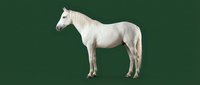 White horse standing in profile against a dark green background, showcasing elegant equine form and calm posture for equestrian themes.