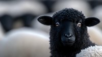 Close up portrait of black sheep with curly wool and expressive eyes looking directly at camera against blurred flock background. Striking contrast and depth of field.