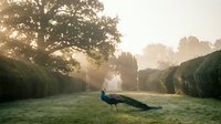 Peacock walking on misty morning lawn in formal garden with topiary hedges and ancient oak tree creating serene countryside atmosphere at dawn.