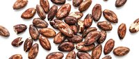 Roasted cacao beans scattered on white background, ready for chocolate production, baking, and culinary design projects.