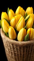 Fresh yellow tulips arranged in rustic woven basket with rope trim against dark background, creating elegant spring floral composition for seasonal decor.