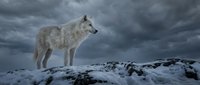 Majestic white wolf standing on snowy mountain ridge against dramatic stormy sky. Wild predator in natural winter habitat for wildlife photography projects.