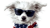 White fluffy dog wearing sunglasses and patriotic bandana with stars pattern. Stylish pet portrait on isolated background for greeting cards and merchandise design.