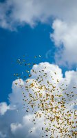Golden confetti pieces falling through bright blue sky with white fluffy clouds creating festive celebration atmosphere for party and event designs.