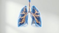 Human lungs with bronchial tree highlighted in orange and yellow, showing respiratory system anatomy for medical education, healthcare presentations, and anatomical reference materials.