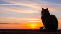 Fluffy cat silhouette sitting on windowsill watching golden sunset with dramatic orange and pink sky clouds creating peaceful evening atmosphere.