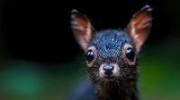 Adorable baby bat with large ears and bright eyes against dark background. Young mammal wildlife portrait for nature and animal photography projects.