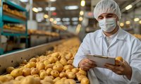 Quality control specialist in protective workwear inspecting fresh potatoes on industrial food processing line, checking produce for distribution standards.