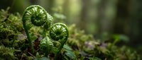 Young fern fronds unfurling in lush forest environment with moss-covered ground, showcasing natural spring growth and botanical development in woodland setting.