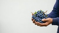 Fresh blue grapes held in hands against white background, suitable for food, agriculture, harvest, and healthy eating marketing materials.