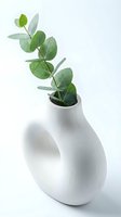 Isolated potted eucalyptus plant with green leaves in modern white ceramic vase on white background, suitable for home decor, interior design, and botanical styling projects.