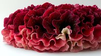 Macro view of red coral fungus showing detailed ruffled texture and gradient color from deep crimson to pale pink, isolated on white background for nature photography.