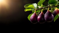 Fresh ripe purple figs hanging on branch with green leaves against dark background. Natural organic fruit with dramatic lighting creates gourmet food atmosphere.