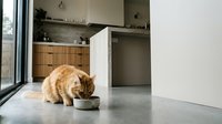 Orange tabby cat eating from a bowl on a concrete floor in a modern minimalist kitchen with wooden cabinets and natural light.