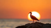 Seagull silhouette perched on rocky cliff against dramatic orange sunset over ocean horizon creating peaceful coastal scene for nature photography.