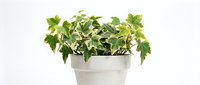 Potted ivy plant with variegated green and white foliage in concrete planter, isolated on white background for design, home decor, and botanical projects.
