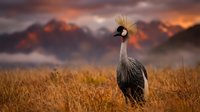 Crowned crane standing in golden grassland at sunset with dramatic mountain landscape and orange sky in background for wildlife photography projects.