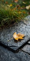 Single golden autumn leaf resting on dark slate stone with green grass and blurred foliage in background, capturing seasonal change and natural decay for fall themed designs and nature projects.