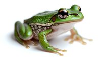 Green tree frog close up portrait showing detailed texture of amphibian skin and large round eye on white background, macro photography for nature study.