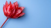 Vibrant red tulip flower with layered petals on light blue background, artistic macro photography highlighting delicate texture and natural form. Minimalist floral design.