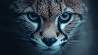Close-up portrait of wild cat with piercing blue eyes and detailed fur texture against dark background for wildlife photography and nature projects.